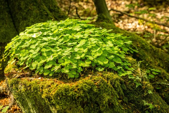 Nahaufnahme eines Baumstumpfs im Wald, bedeckt mit grünem Klee und Moos. Im leicht verschwommenen Hintergrund sind weitere Bäume und Waldboden zu erkennen.